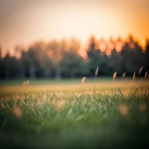 Sunny Rural Farm Landscape with Rolling Wheat Fields