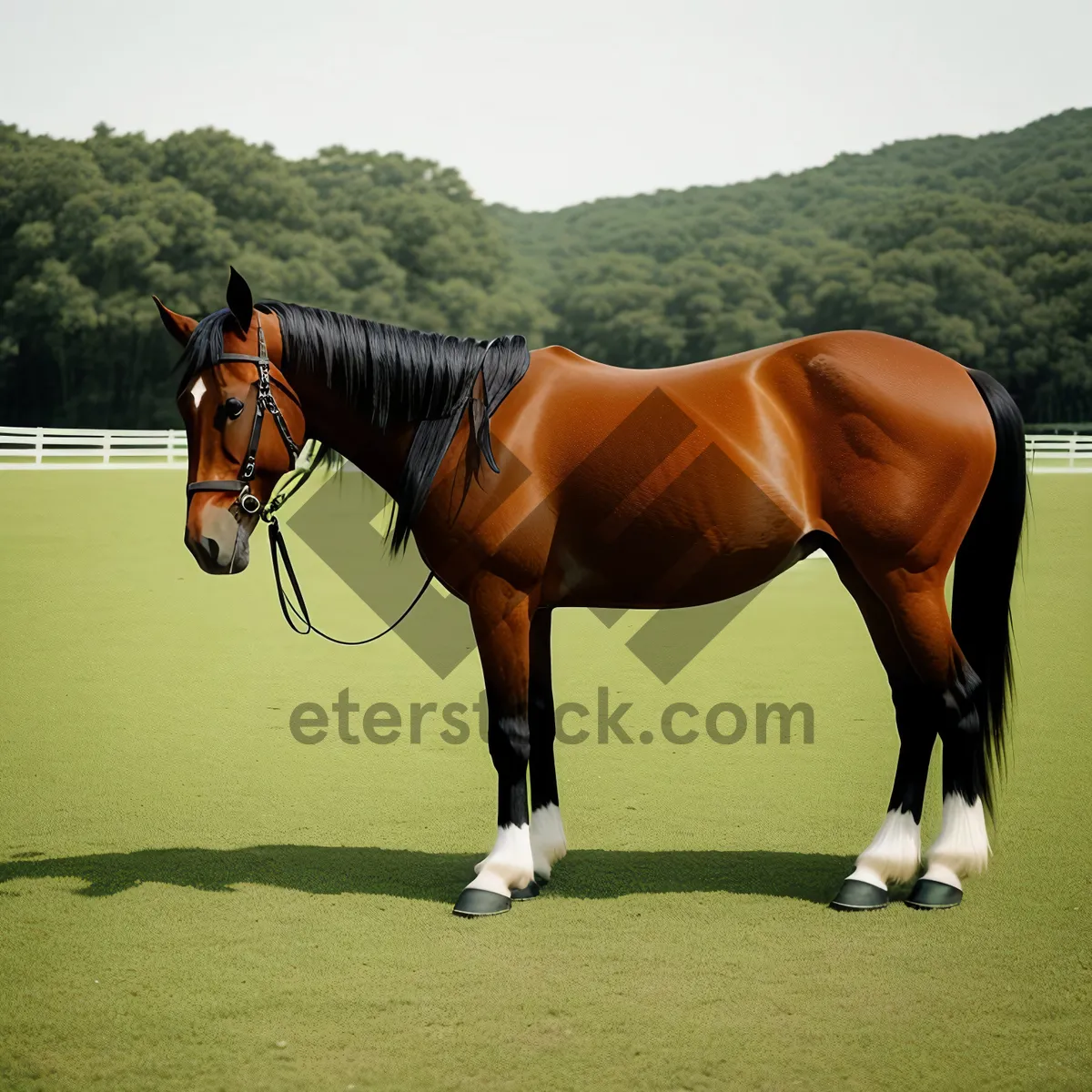 Picture of Graceful Equine Mare Galloping in a Green Meadow