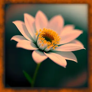 Yellow Daisy in Full Bloom
