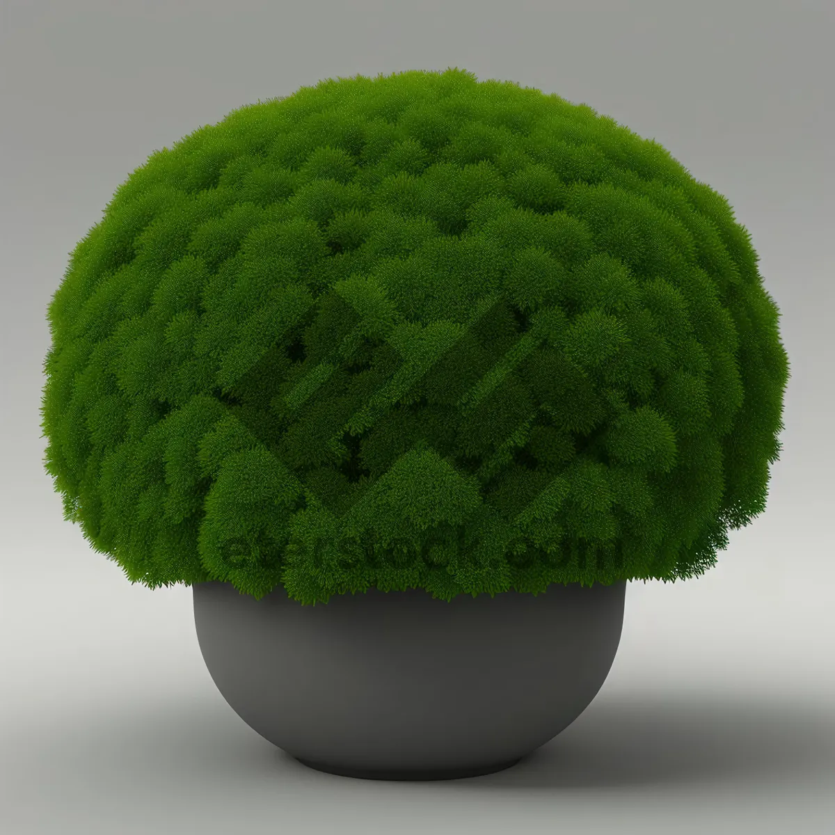 Picture of Fresh Organic Broccoli - Nature's Healthy Green Delight