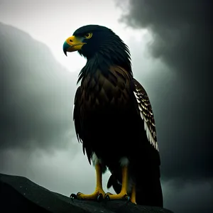 Magnificent Bald Eagle Soaring with Intense Gaze.