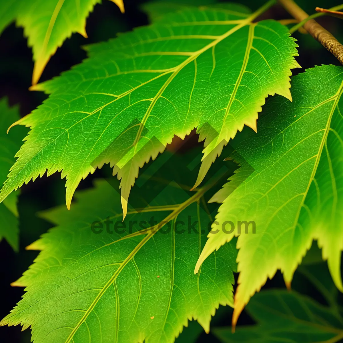 Picture of Sunlit Maple Leaves in Lush Forest