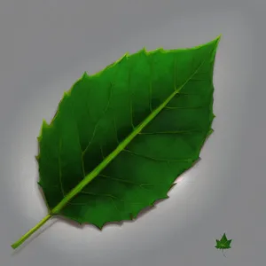 Vibrant Organic Rhubarb Leaf - Fresh Summer Produce Closeup