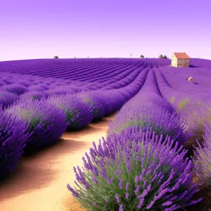 Colorful Lavender Herb in Field