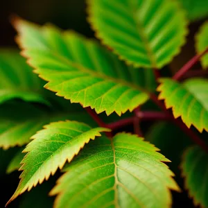 Lush Sumac Leaves in a Forest
