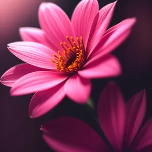 Vibrant Daisy Blossom in Pink and Yellow