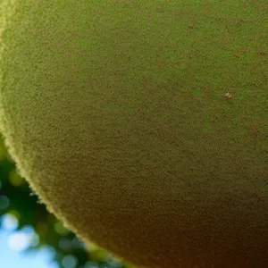 Fresh Citrus Kiwi Fruit - Healthy and Juicy!