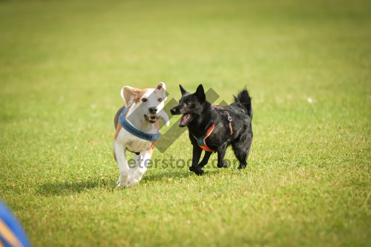 Picture of Fun outdoor game with cute terrier dog fetching ball