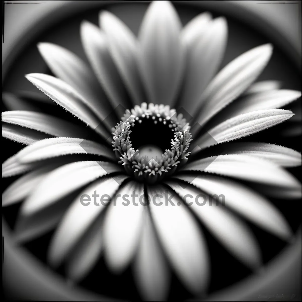 Picture of Yellow Daisy Blooming in Summer Garden