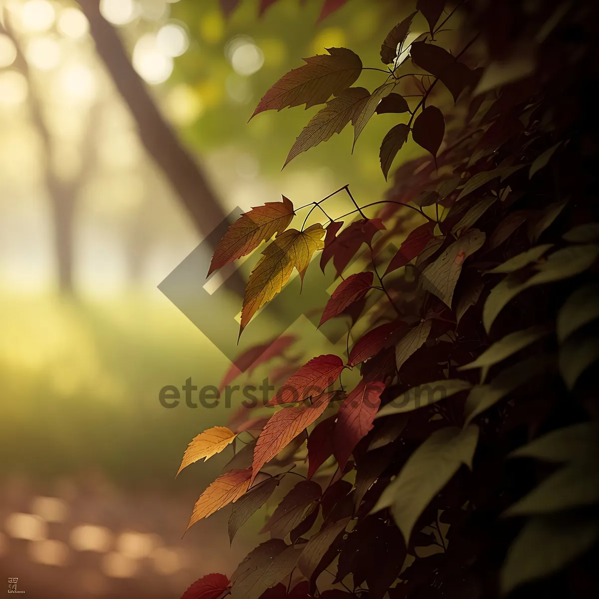 Picture of Autumn Maple Leaves in Vibrant Forest