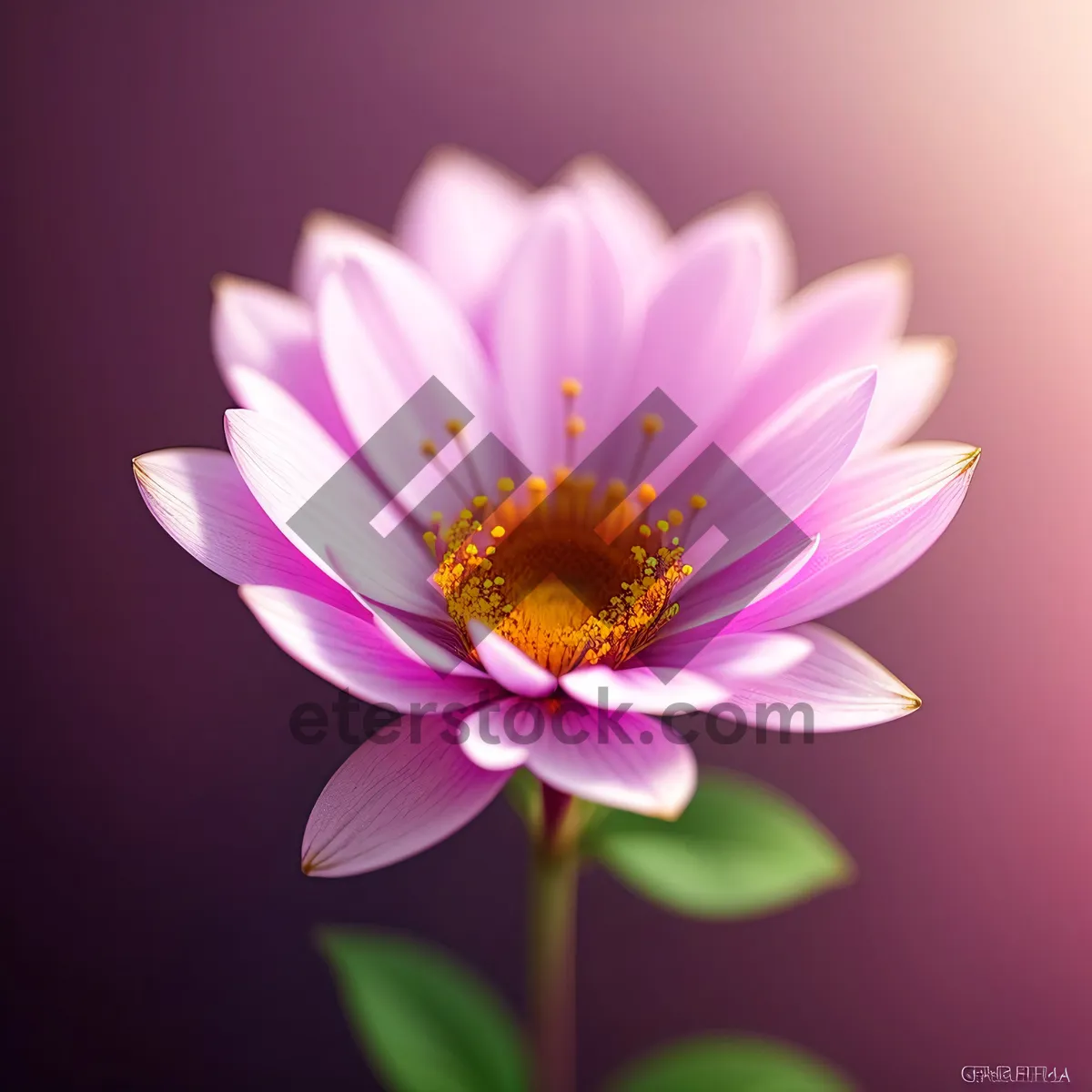 Picture of Pink Lotus Blossom in Full Bloom