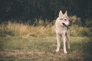 Cute White Wolf Sled Dog in Snowy Wilderness