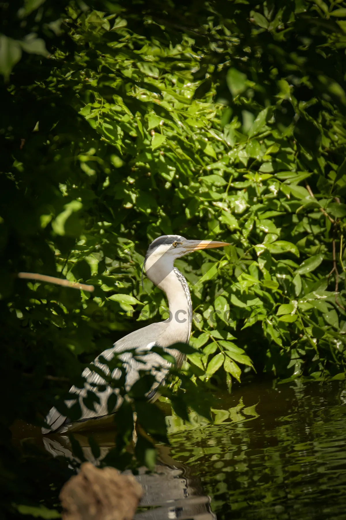 Picture of Pelican spreading its wings over tranquil lake.