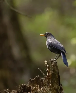 Black Starling Bird Perched on Tree Branch in Spring.