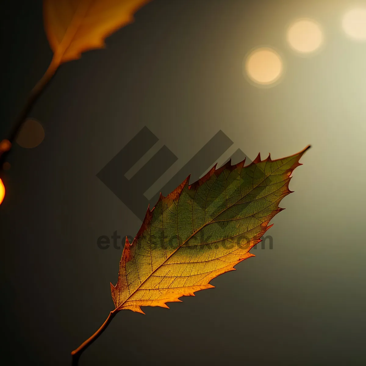 Picture of Maple Lacewing - Autumnal Arthropod with Bright Yellow Leaves