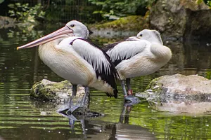 Pelican gliding over calm lake waters with wings outstretched.