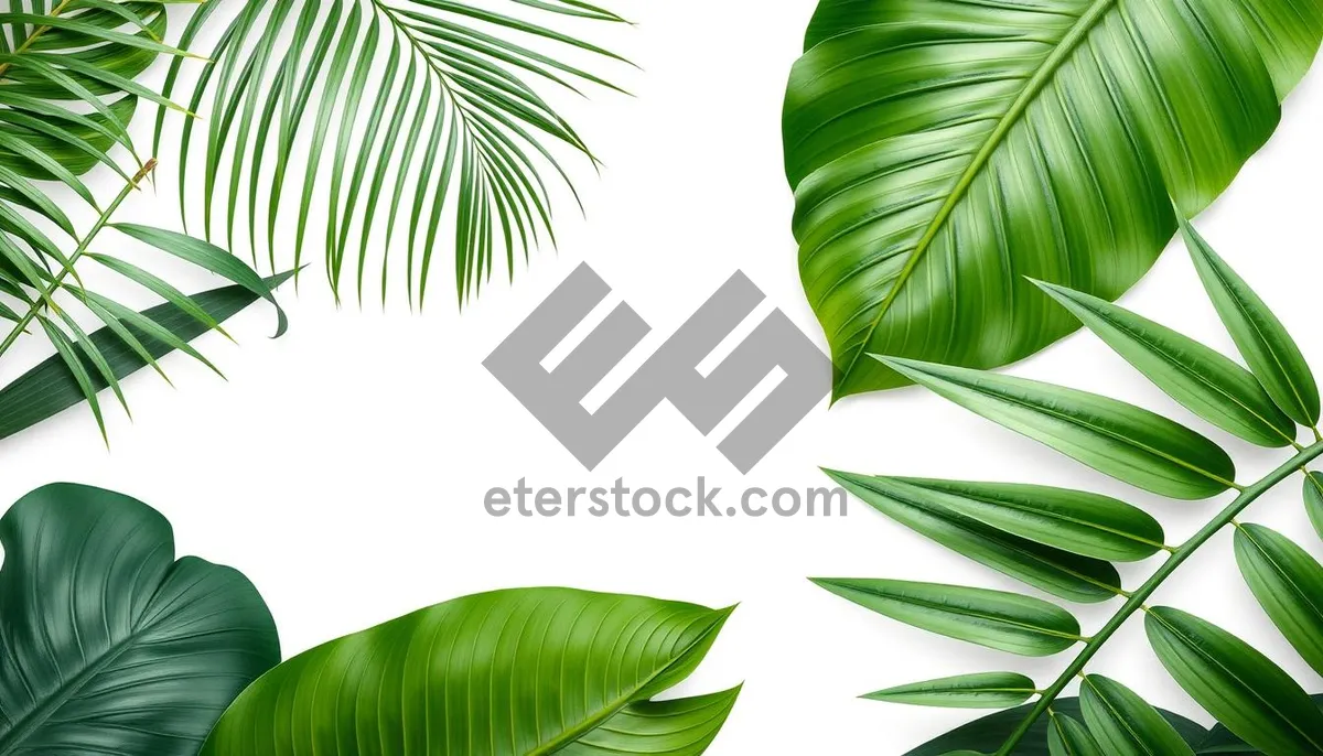 Picture of Greenery pattern design with bamboo leaves