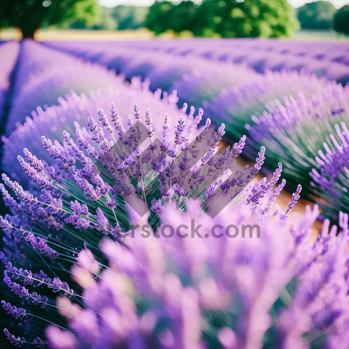 Picture of Vibrant Lavender Shrub with Woody Texture