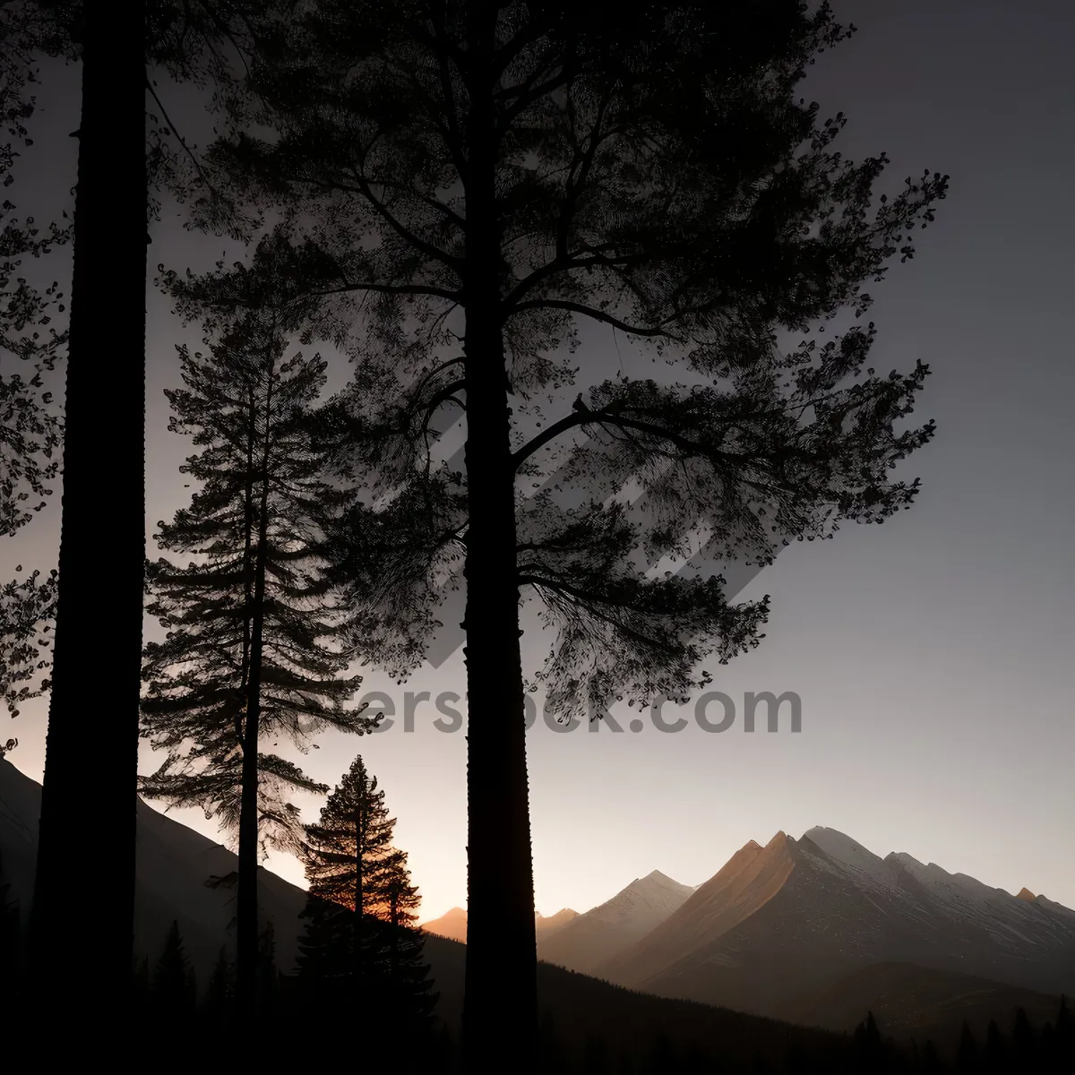 Picture of Sunset Silhouette of Majestic Pine Trees in Scenic Forest Park