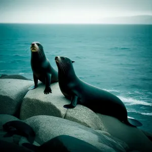 Arctic Sea Lion Basking on Sandy Beach