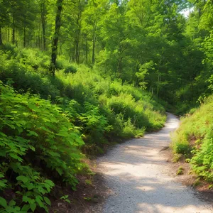 Serene Woods Path with Lush Greenery