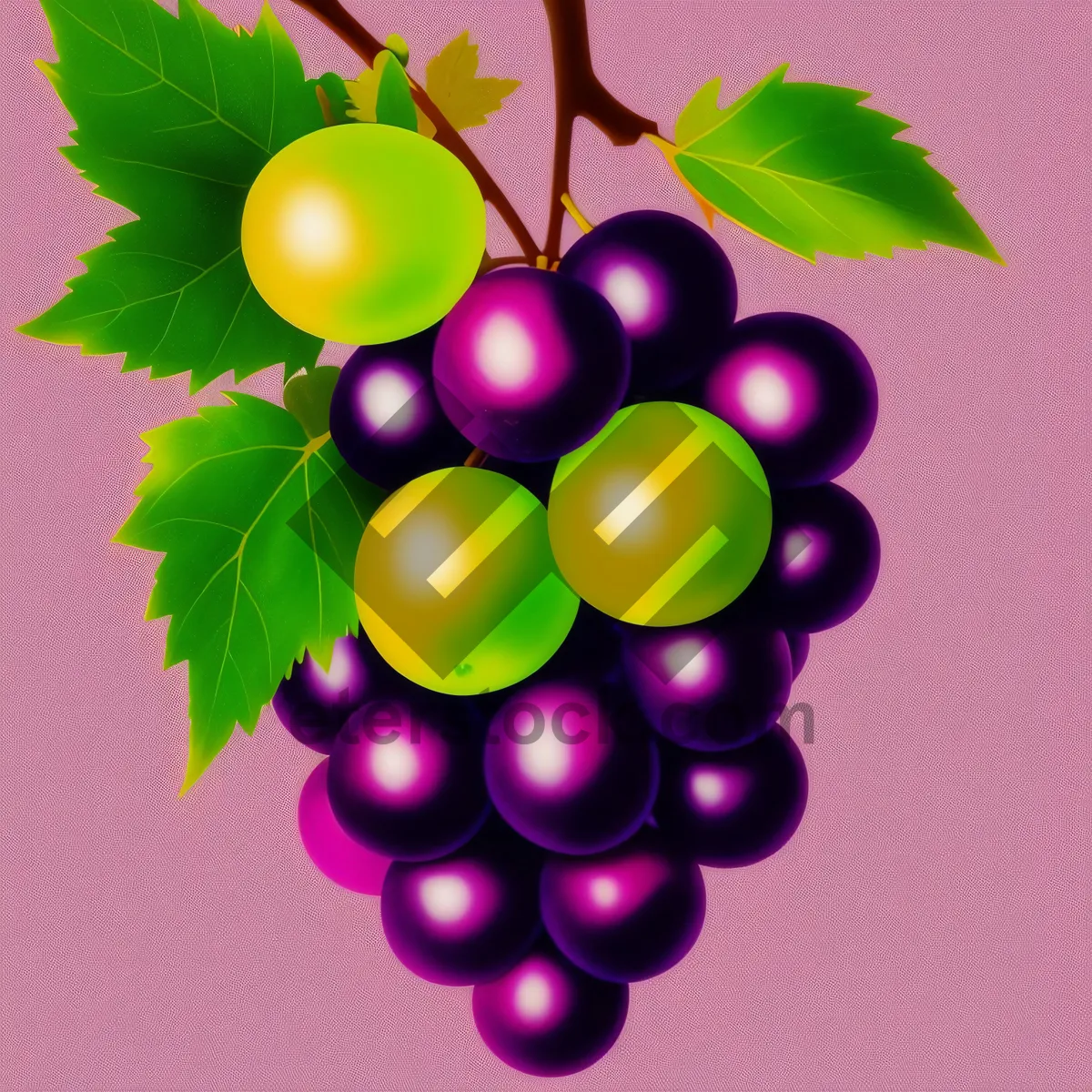 Picture of Ripe and Juicy Grape Bunch in Vineyard