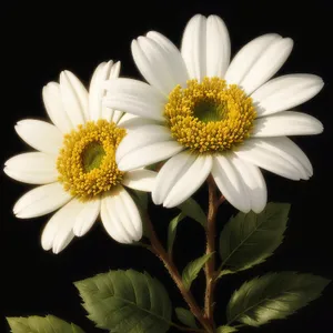 Bright Yellow Daisy Blossom in Summer Meadow