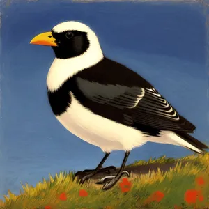 Graceful Magpie: Majestic Seabird with Striking Feathers