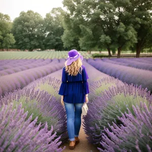 Lavender shrub in rural countryside field