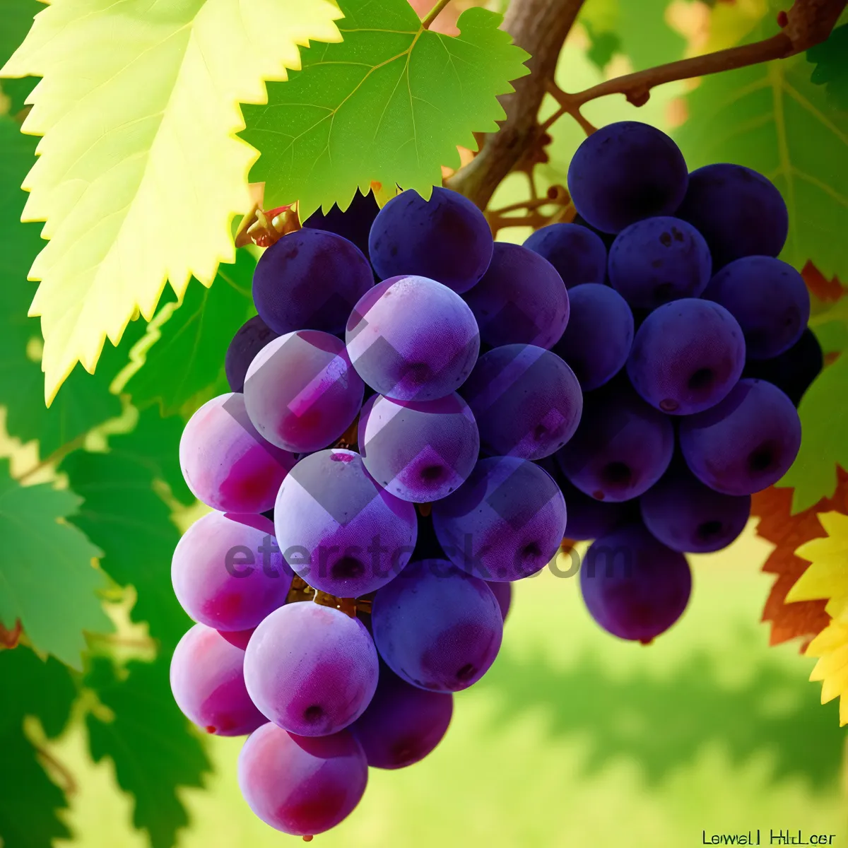 Picture of Autumn Harvest: Juicy Purple Grapes in Vineyard