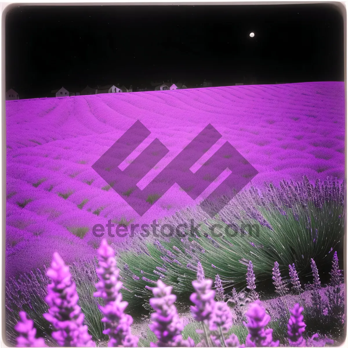 Picture of Lavender LED Flower: Vibrantly Colorful Plant Illuminated