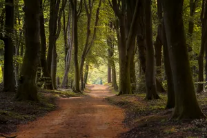 Sunlit Autumn Path in Southern Beech Forest