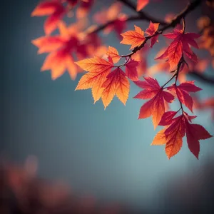 Vibrant Autumn Leaves on Maple Tree