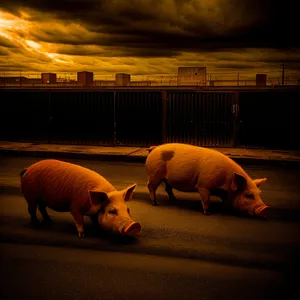 Grass-grazing piglet on a farm