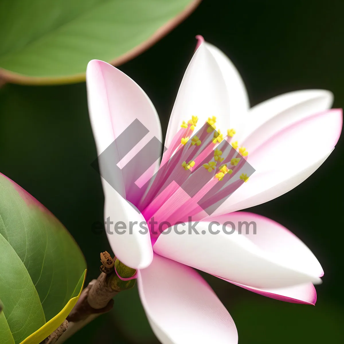 Picture of Exotic Pink Water Lily in Full Bloom