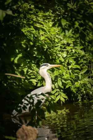 Pelican spreading its wings over tranquil lake.