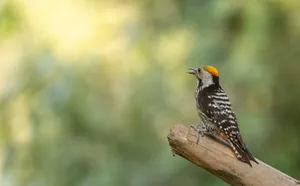 Adorable black bird with beady eye on branch