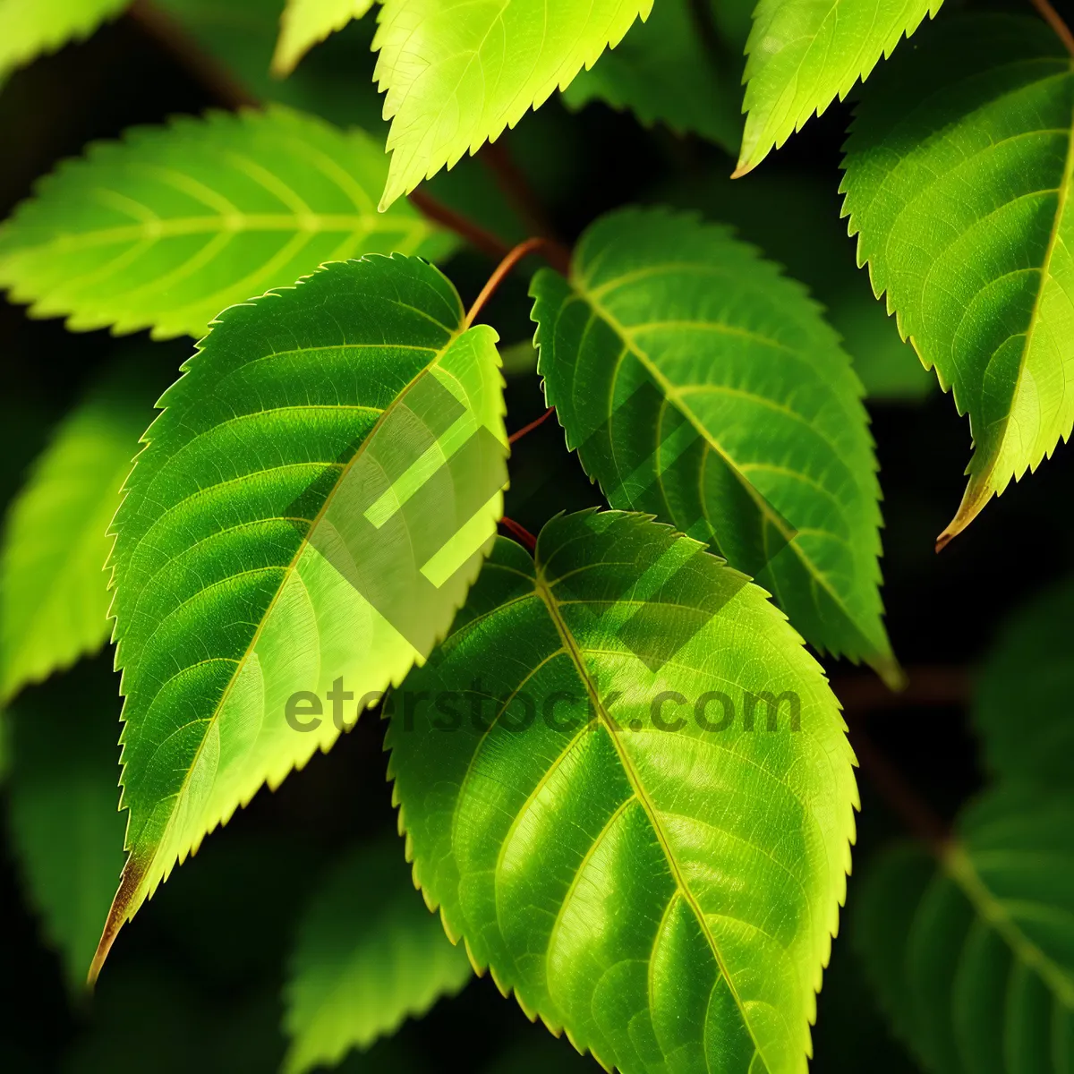 Picture of Sumac-Infused Summer Foliage Burst in Lush Woods