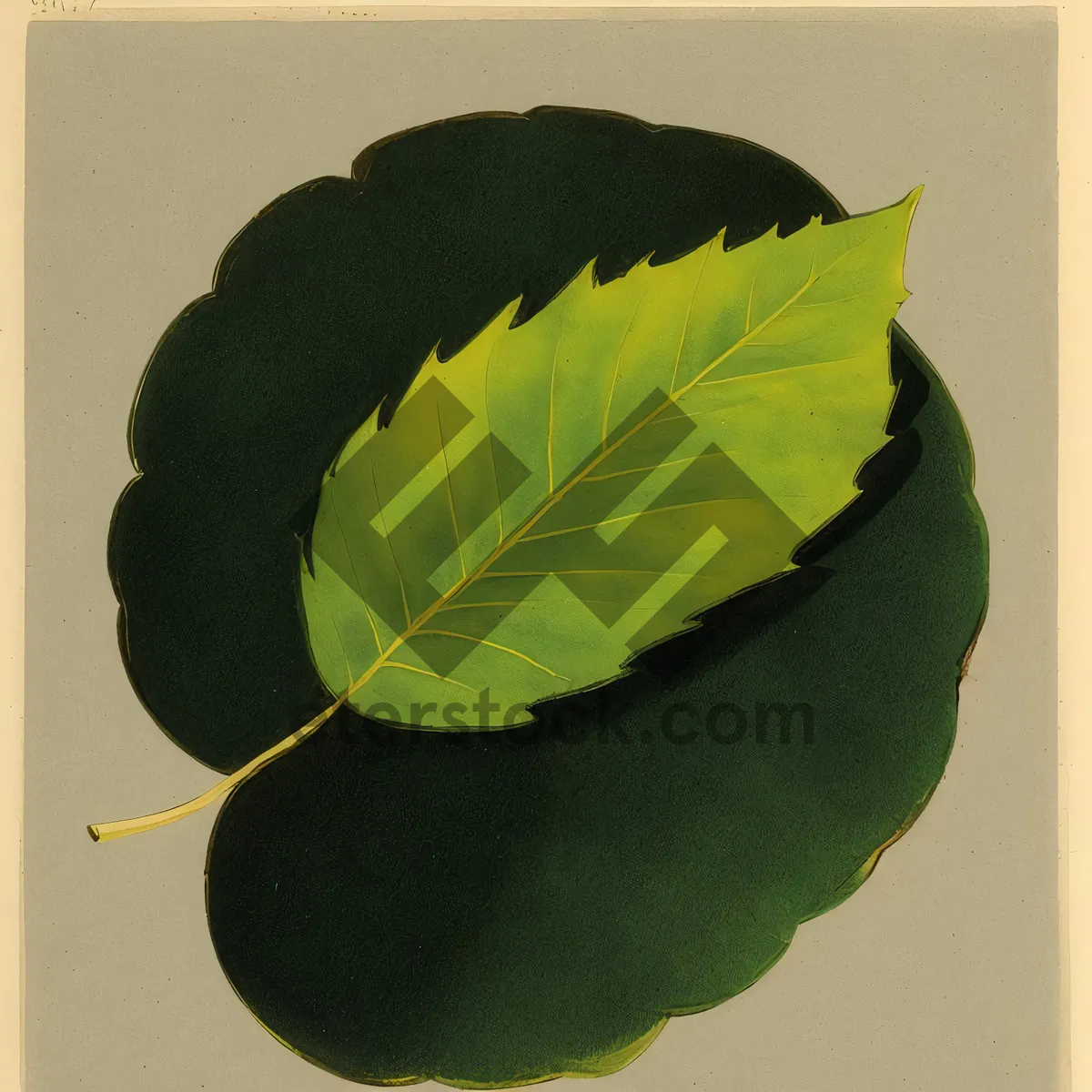 Picture of Fresh Citrus Cabbage Leaf with Wild Ginger