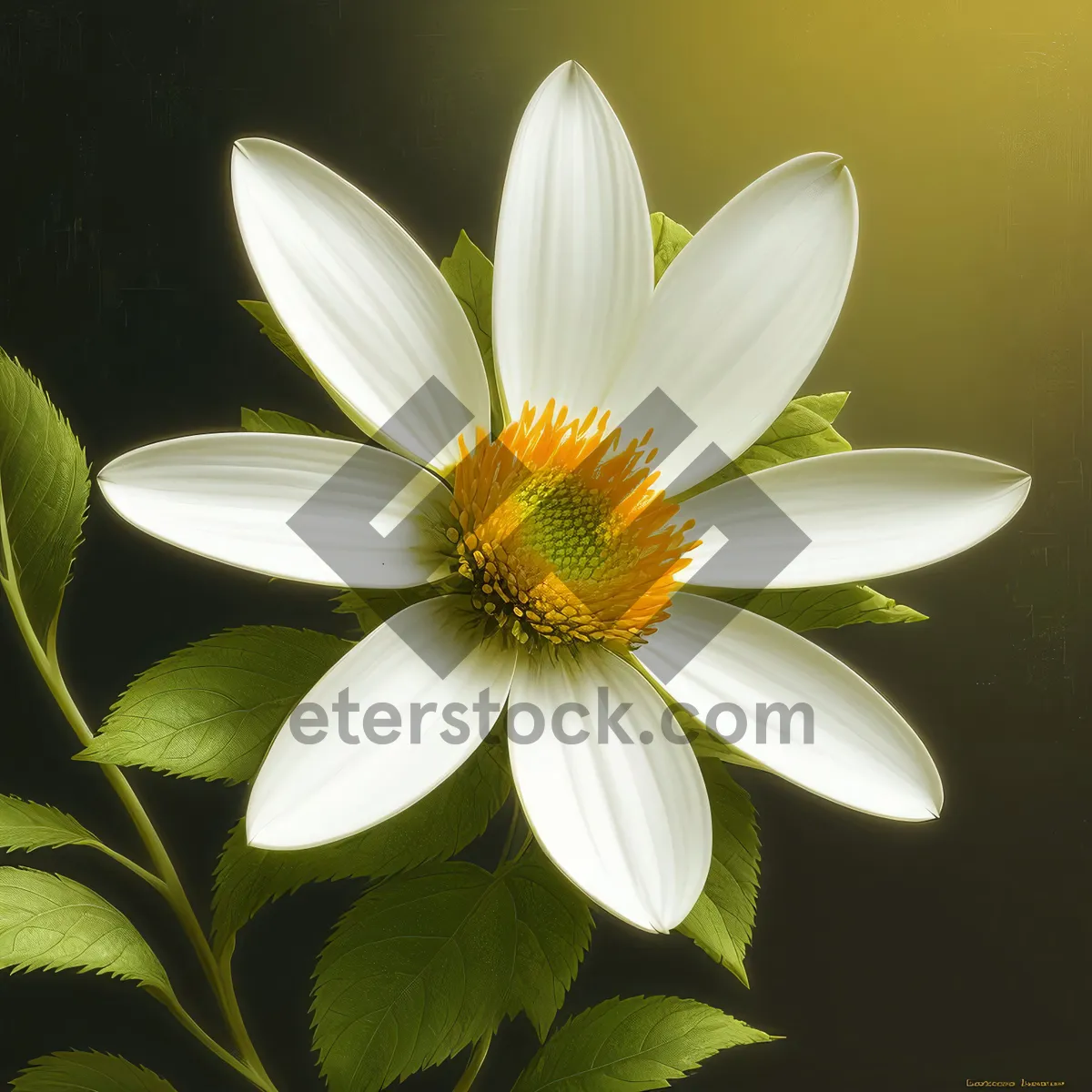 Picture of Blooming Daisy: A Delicate Summer Blossom