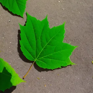 Organic Leafy Green Texture in Summer Garden