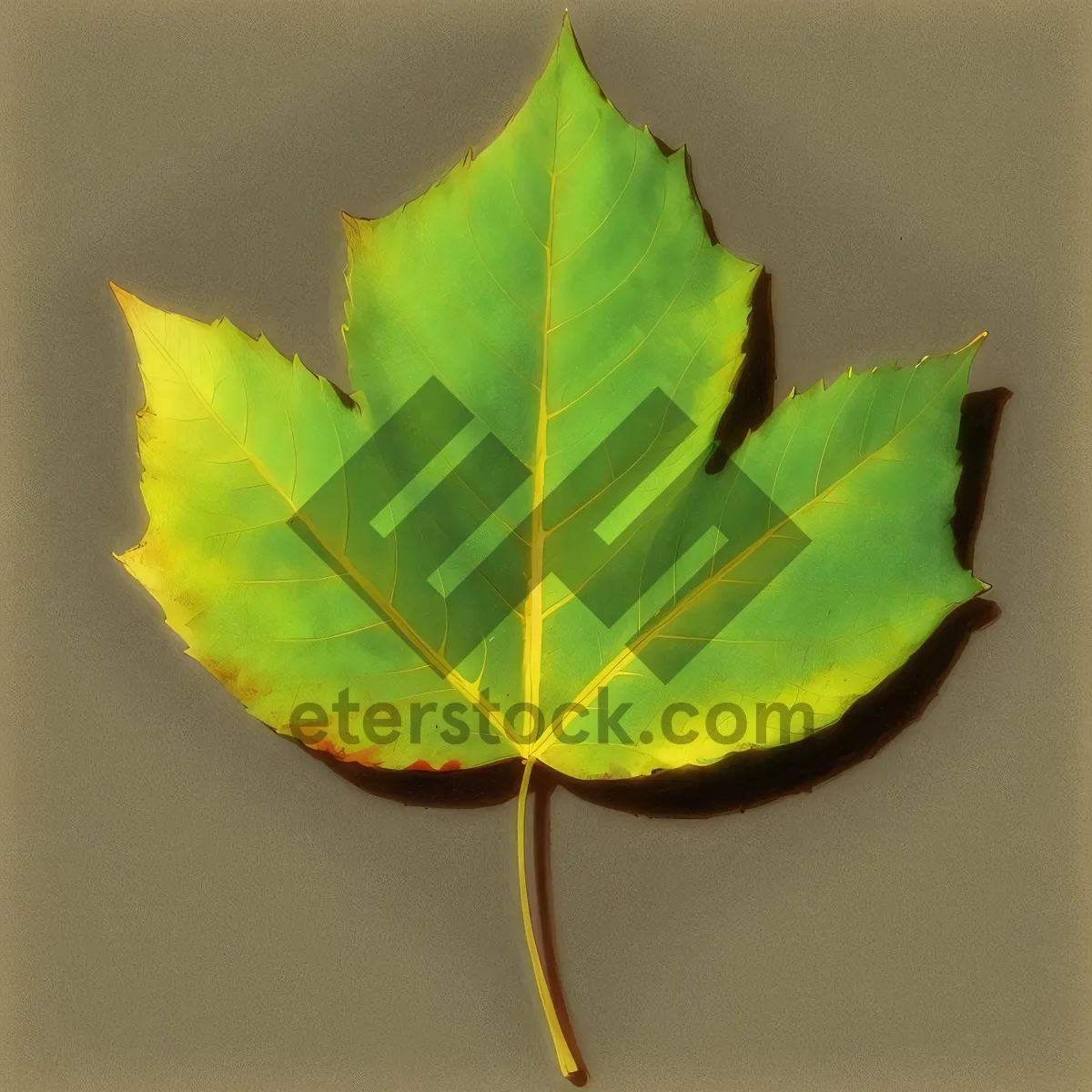 Picture of Autumn Maple Leaves: Burst of Bright Seasonal Foliage