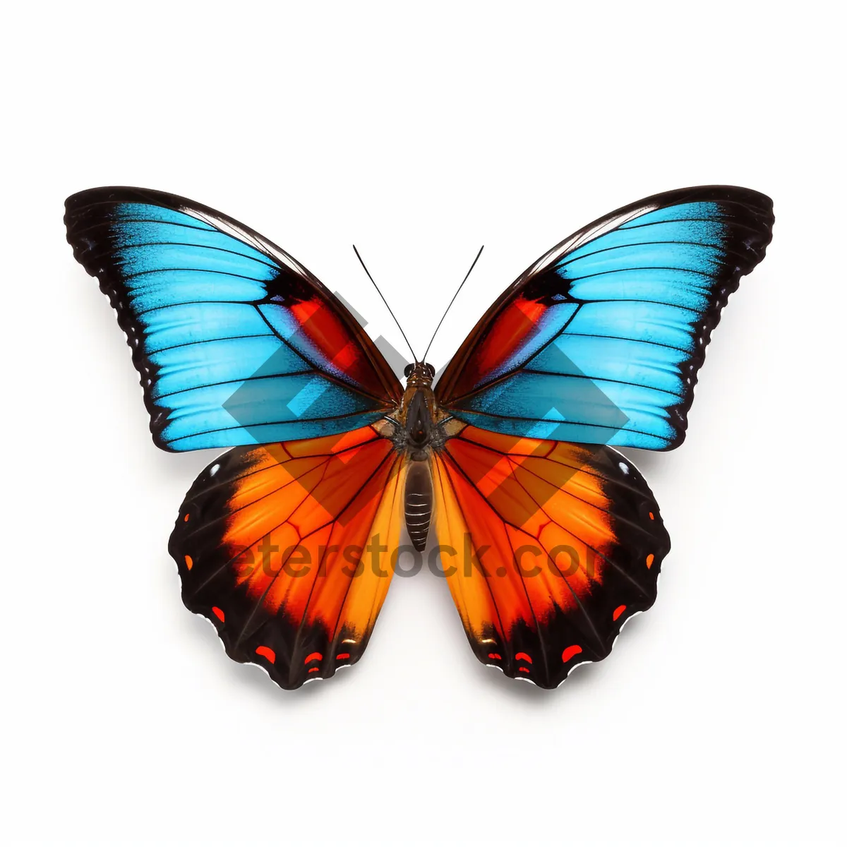 Picture of Colorful Butterfly with Coconut Wing in Spring Flight