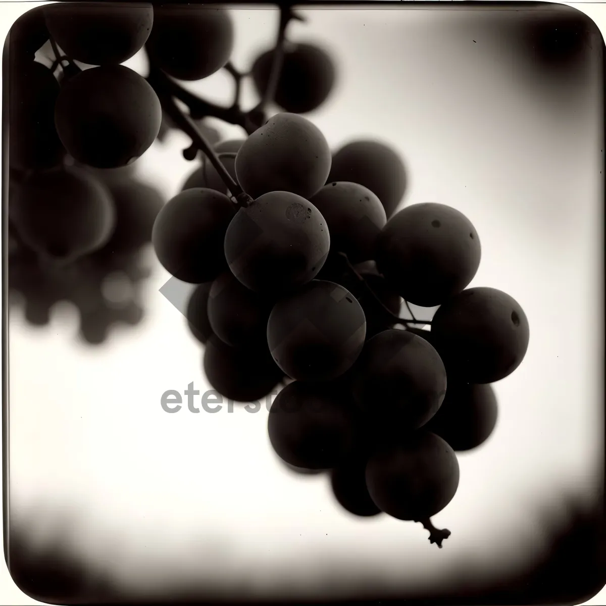 Picture of Delicious Fall Harvest: Ripe Sweet Grapes at Vineyard