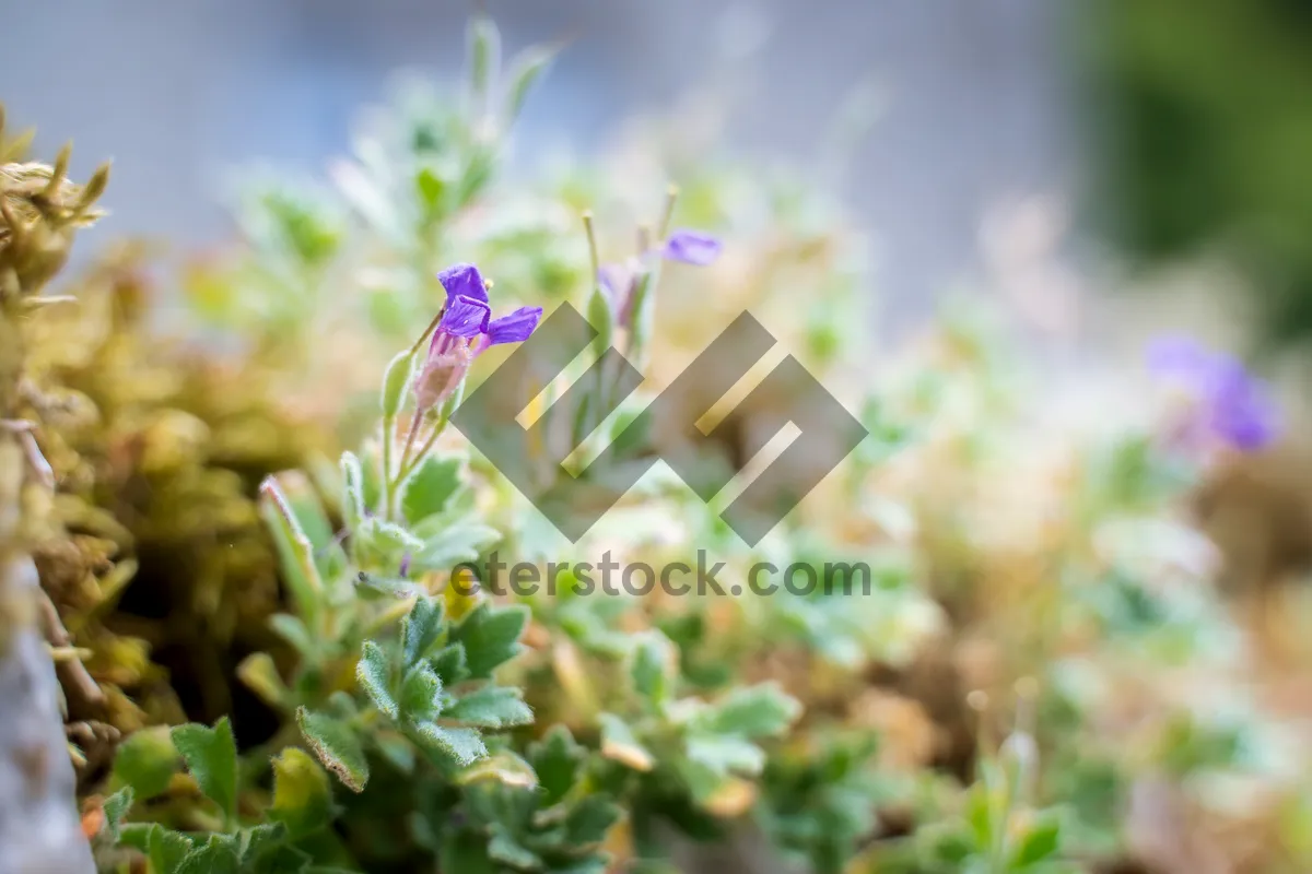 Picture of Close-up of flowering sage plant in spring garden