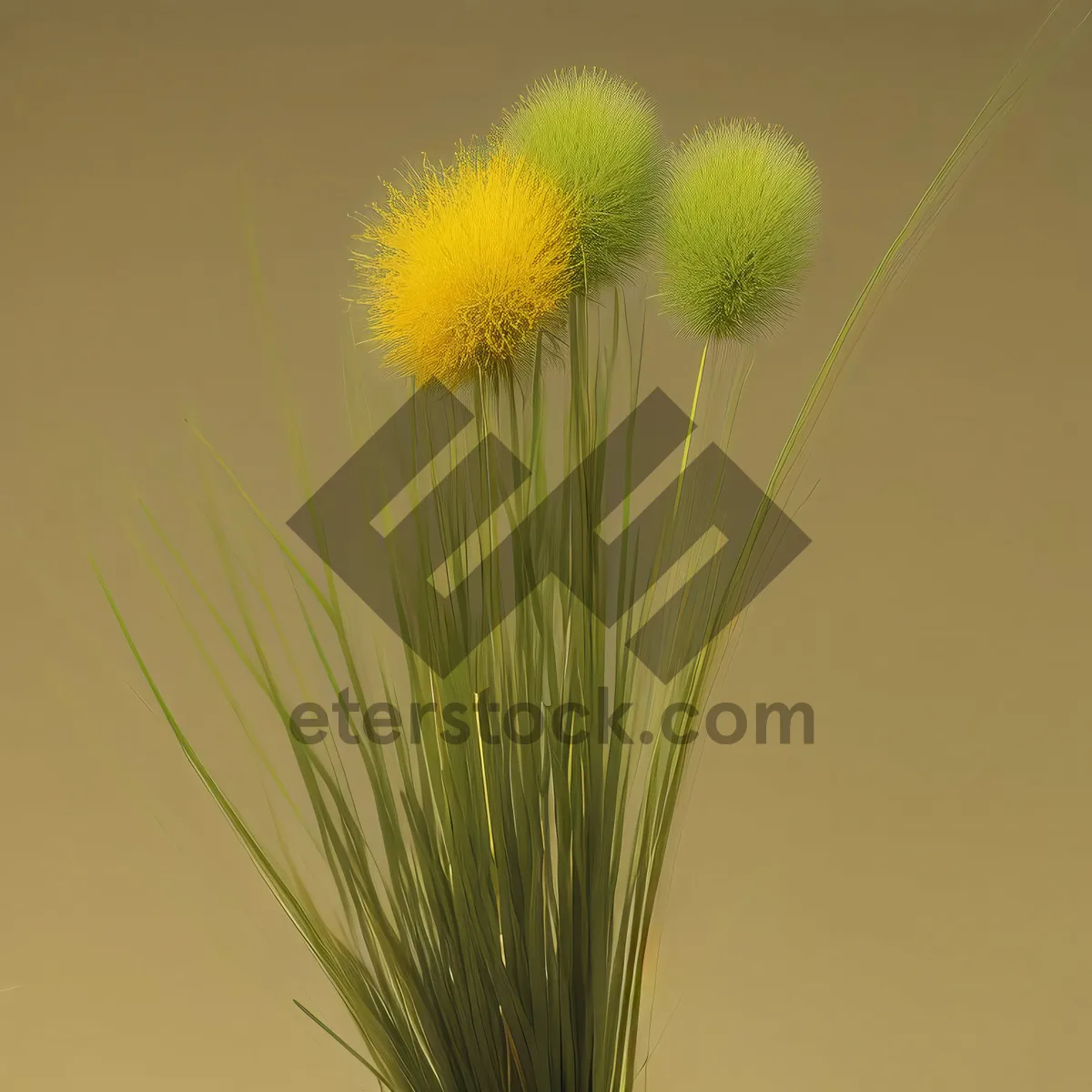 Picture of Ripe wheat field with yellow dandelions.