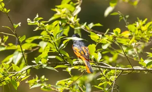 Wild Robin Perched on Tree Branch in Park