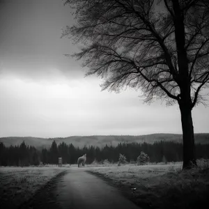 Serene Winter Landscape with Majestic Trees
