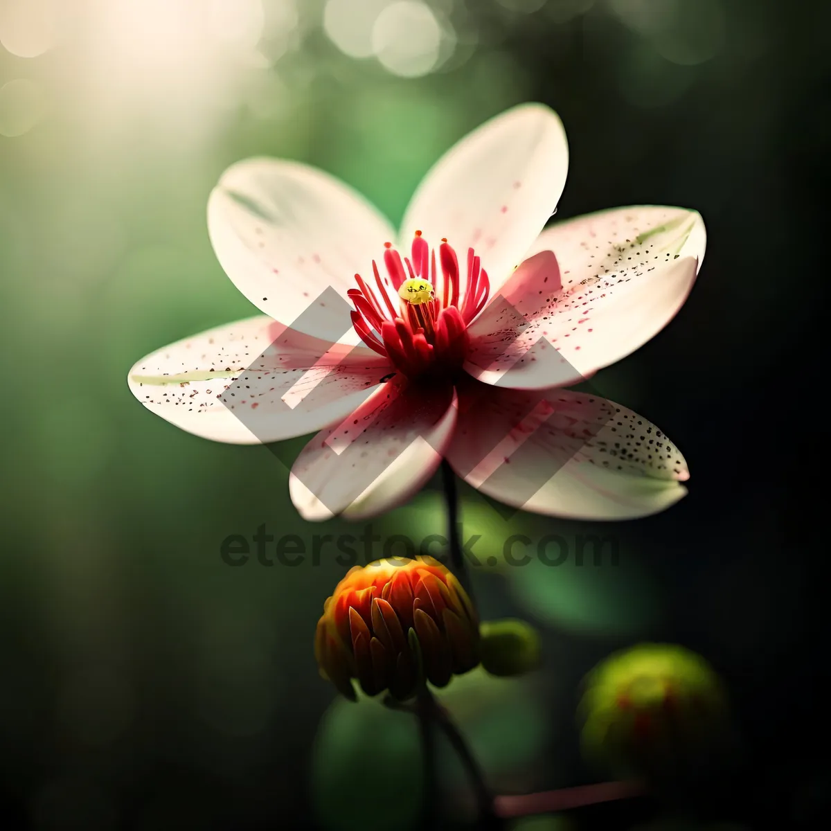 Picture of Pink Lotus Blossom in Full Bloom