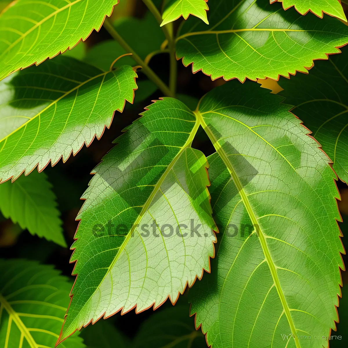 Picture of Lush Spring Forest with Bright Fig Tree